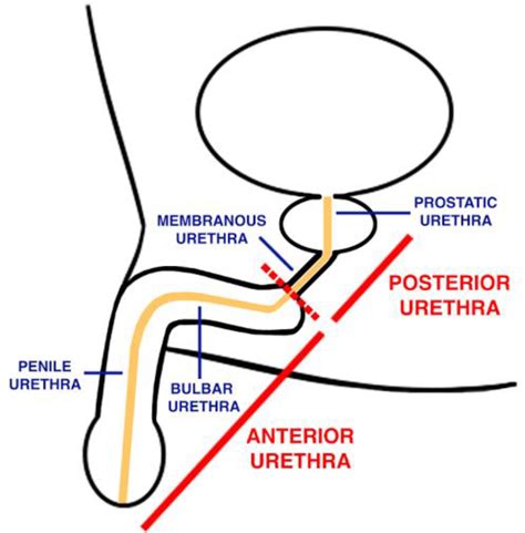 urethral porn